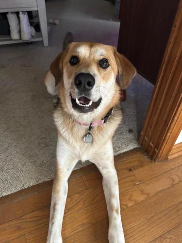 Lost Female Dog last seen Lee’s Summit Rd & 49th St Terr S, Independence, MO 64055