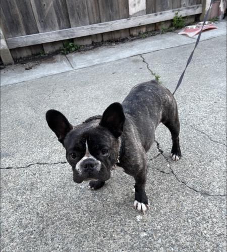 Lost Female Dog last seen 85th Ave, Oakland, CA 94621