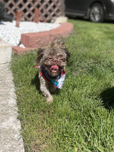 Lost Male Dog last seen 76th st and Eggleston, Chicago, IL 60620