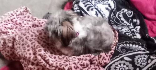 Lost Female Dog last seen Across from Pet Memorial , Tesuque, NM 87506