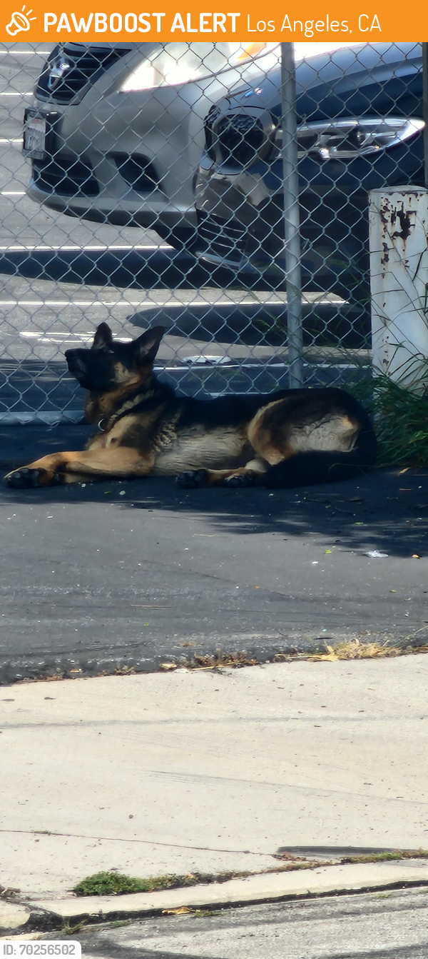 Los Angeles, Ca Stray Male Dog Found Near Near W. 132nd Street, Los 