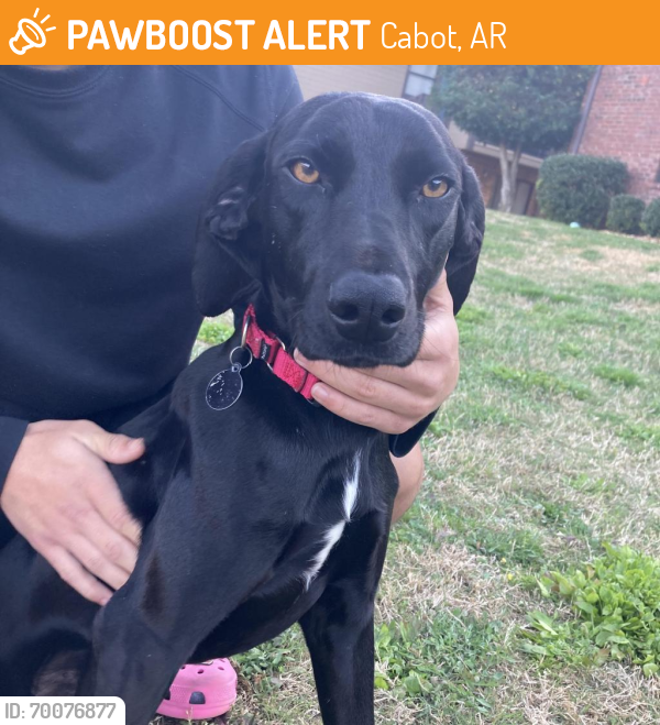 Shelter Stray Male Dog last seen , Cabot, AR 72007