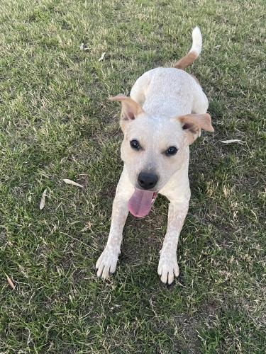 Lost Female Dog last seen 31st Ave and Northern, Phoenix, AZ 85051