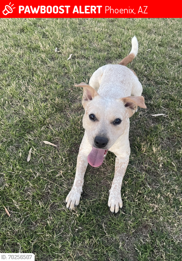 Lost Female Dog last seen 31st Ave and Northern, Phoenix, AZ 85051