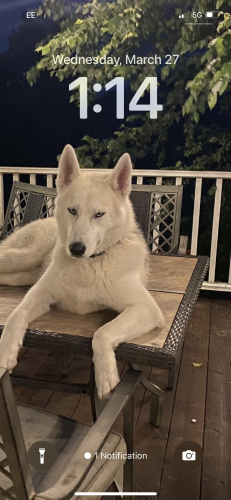 Lost Male Dog last seen Knight Road and 29, Green Lane, PA 18054