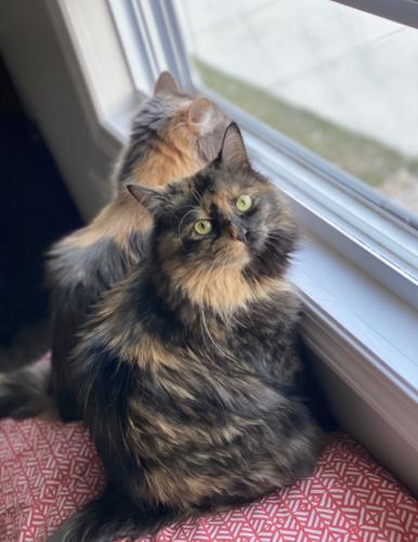 Lost Female Cat last seen HOA Traditions drive in Traverse City MI 49696 off of Garfield and Rusch rd, Traverse City, MI 49696