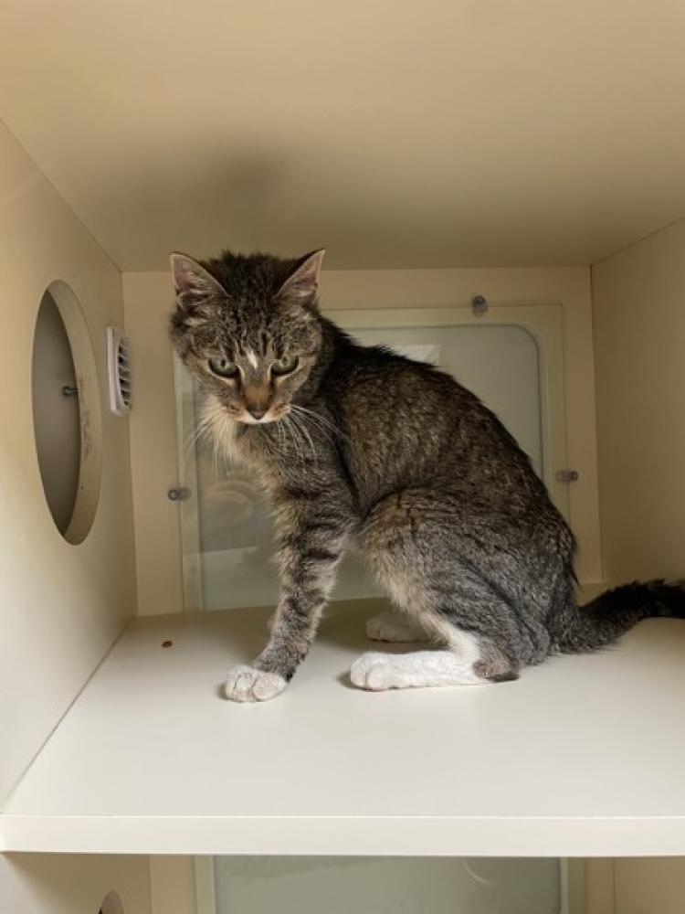 Shelter Stray Female Cat last seen Ravalli, MT 59863, Hamilton, MT 59840