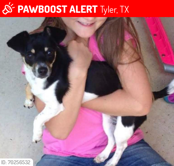 Lost Female Dog last seen Near Chapel Court Tyler, TX 75707, Tyler, TX 75707