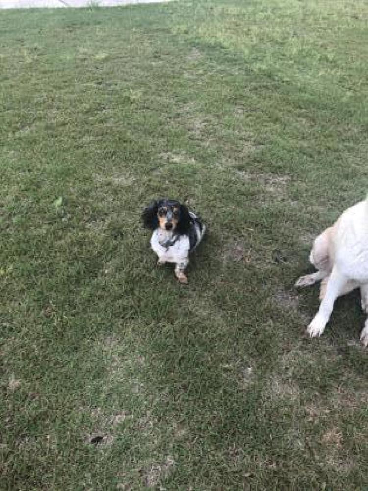 Shelter Stray Male Dog last seen San Antonio, TX 78109, San Antonio, TX 78229