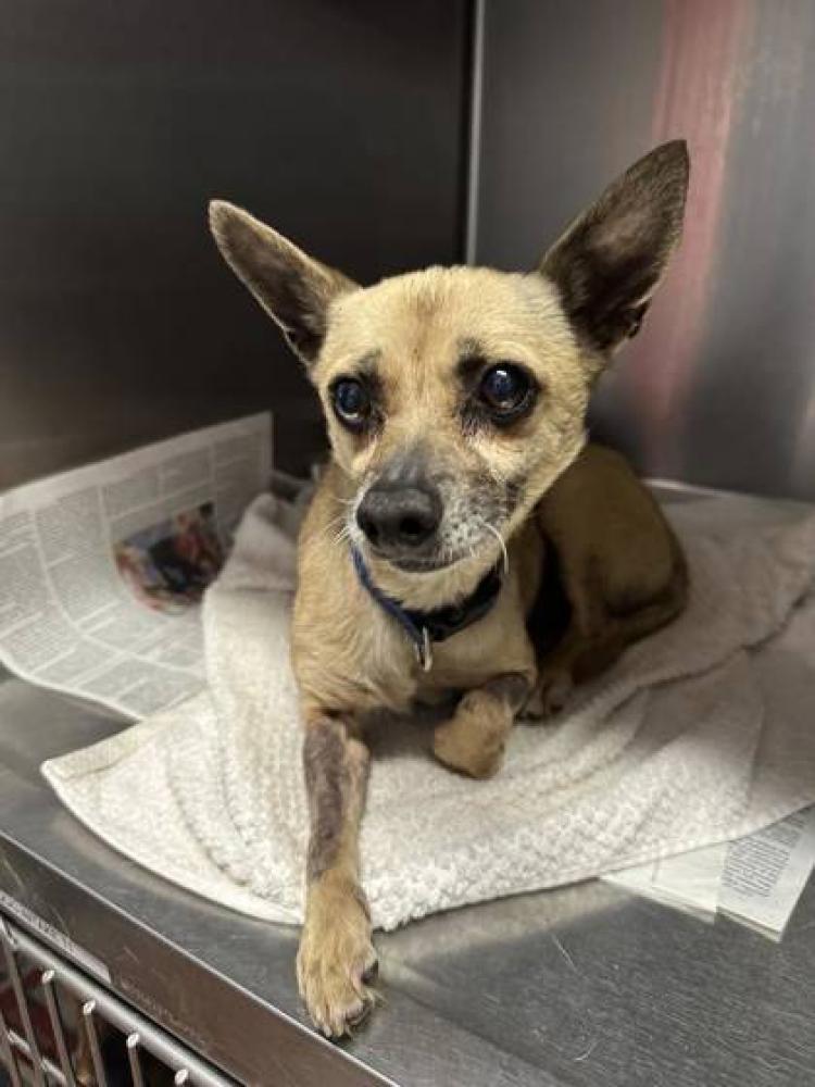 Shelter Stray Male Dog last seen Near W BROOKSTOWN DR, 70805, LA, Baton Rouge, LA 70820
