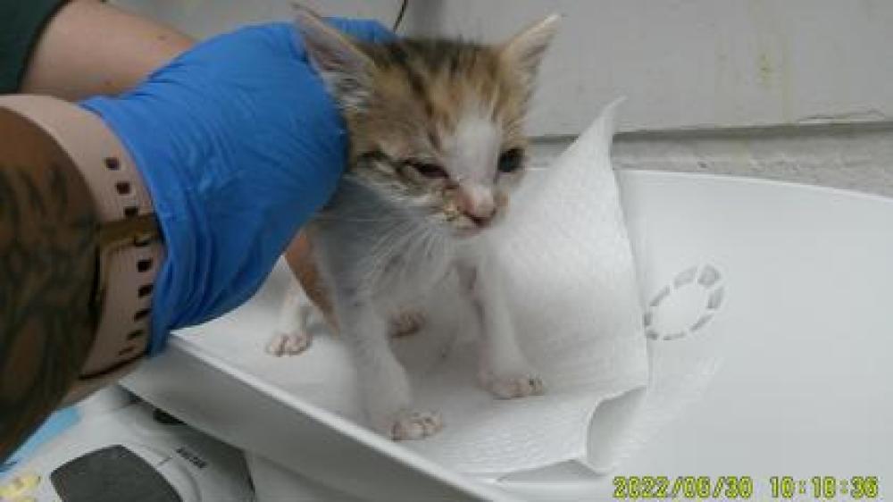Shelter Stray Female Cat last seen Oakland, CA 94601, Oakland, CA 94601