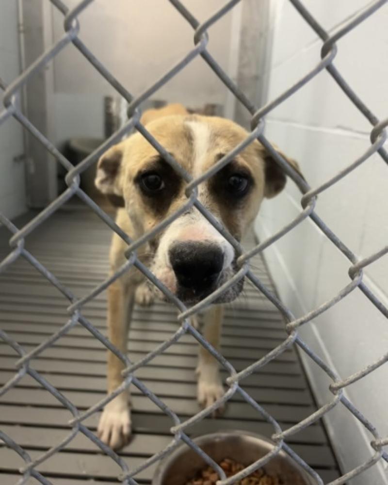 Shelter Stray Female Dog last seen Vanceboro, NC 28586, New Bern, NC 28562