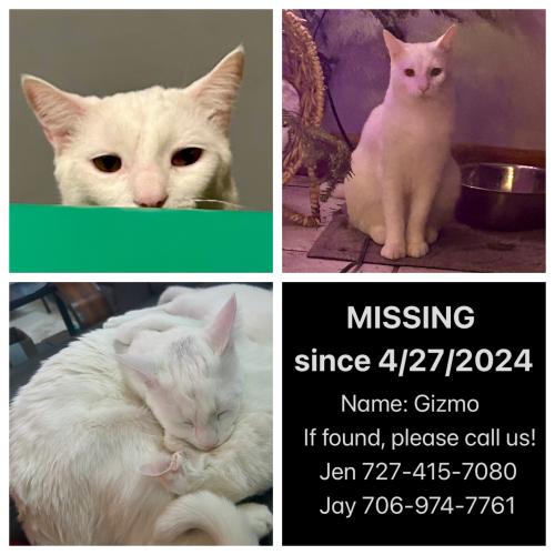Lost Male Cat last seen Near Travis Circle, Tallahassee, FL 32303