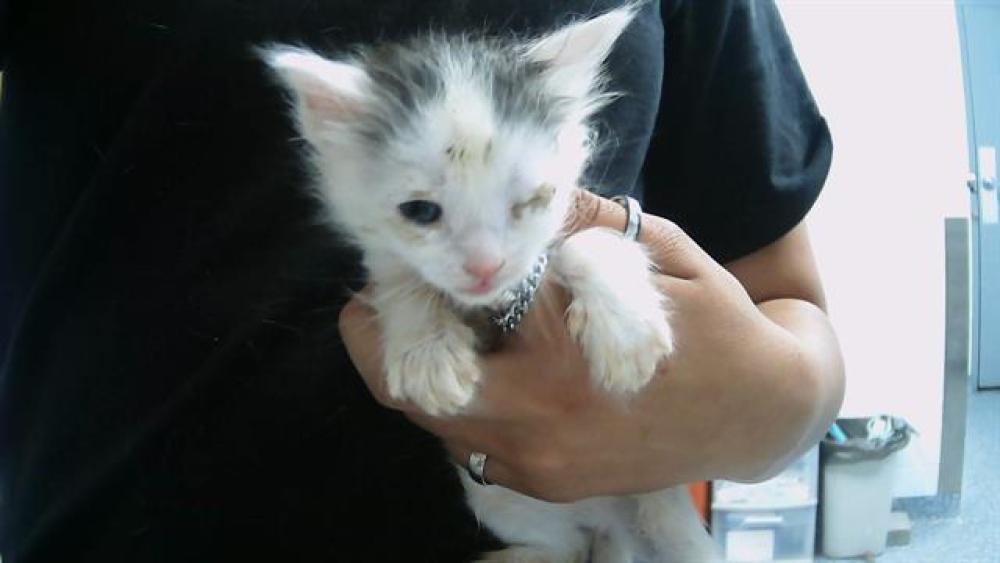 Shelter Stray Female Cat last seen CHARLOTTE, Charlotte, NC 28217