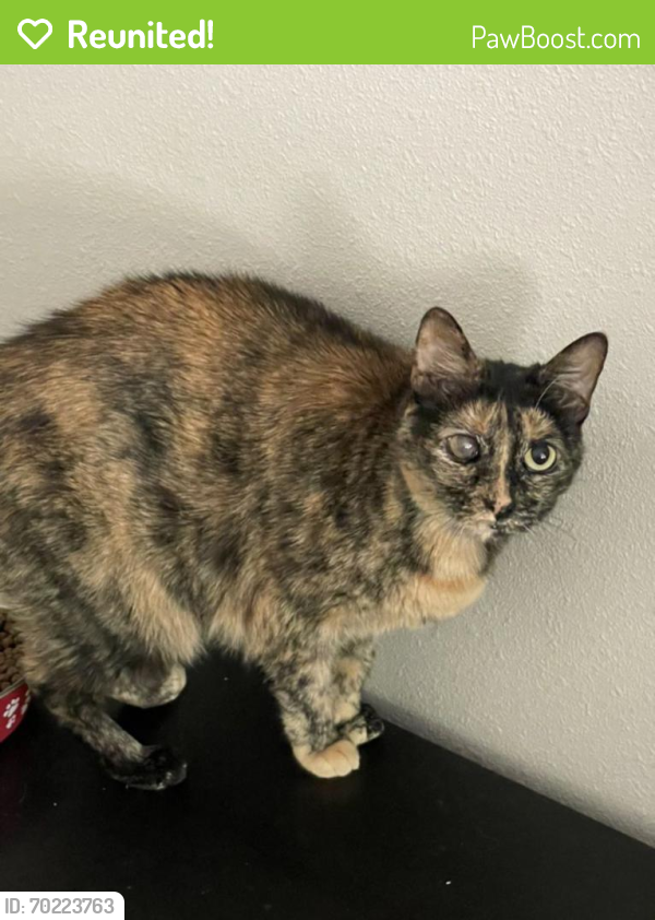 Reunited Female Cat last seen Near Dakota Rd SE, Salem, OR 97306, USA, Salem, OR 97306