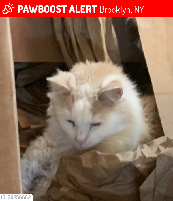 Lost Male Cat last seen 97th st btw 3rd and 4th aves , Brooklyn, NY 11209