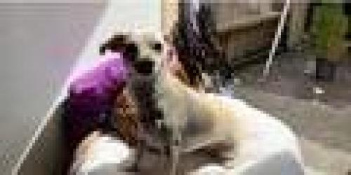 Lost Female Dog last seen Aston Avenue, Santa Rosa, CA 95404