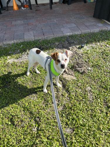Lost Male Dog last seen Near NW Embers Ter Cape Coral, Cape Coral, FL 33993