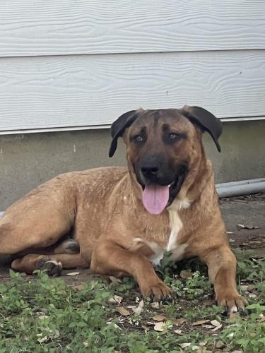Lost Male Dog last seen Blanco and Spent Wing, San Antonio, TX 78213