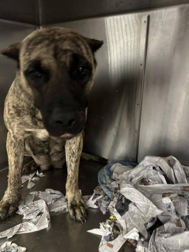 Shelter Stray Female Dog last seen Near AVENUE H, 70807, LA, Baton Rouge, LA 70820