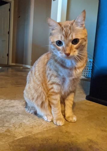 Lost Male Cat last seen SE 86th Terrace and Wellington Lakes Drive, Oklahoma City, OK 73135