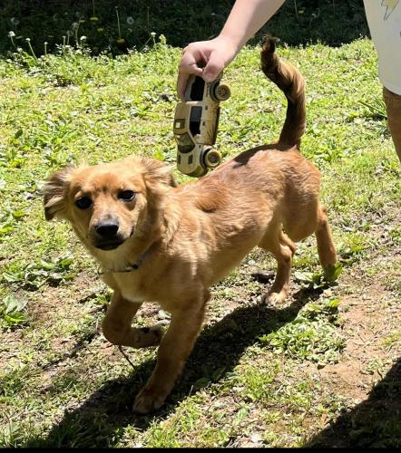 Lost Male Dog last seen Oakwood ave./Rogers lake rd./Bethpage rd, Kannapolis, NC 28081