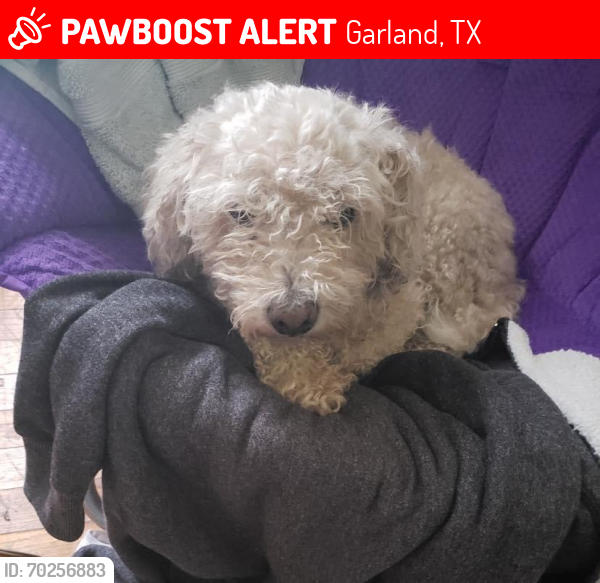 Lost Male Dog last seen Lewis dr and lamesa , Garland, TX 75041