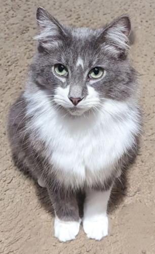 Lost Male Cat last seen avalon rd , Orange County, FL 34787
