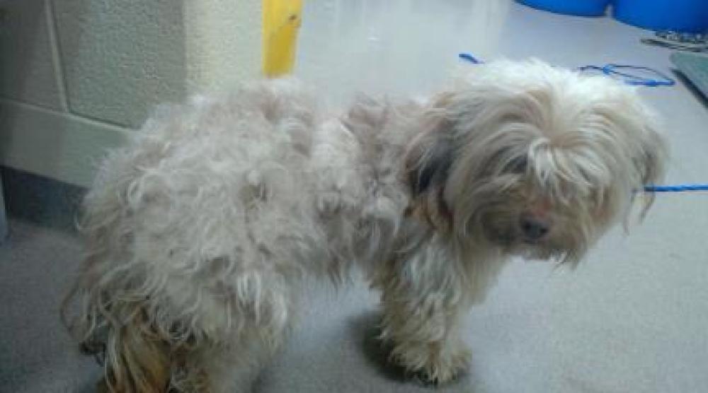 Shelter Stray Male Dog last seen Near BLOCK KNOX CT, DENVER, CO 80204, Denver, CO 80223