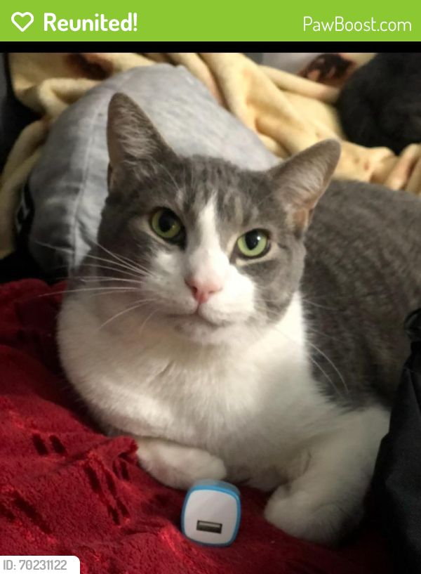 Reunited Male Cat last seen South 61st and Normal , Lincoln, NE 68506