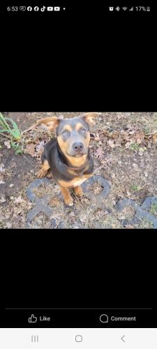 Lost Male Dog last seen W walnut & forest ave, Independence, MO 64054