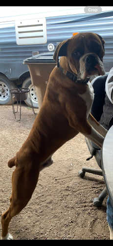 Lost Male Dog last seen Stripes by bell st , San Angelo, TX 76905