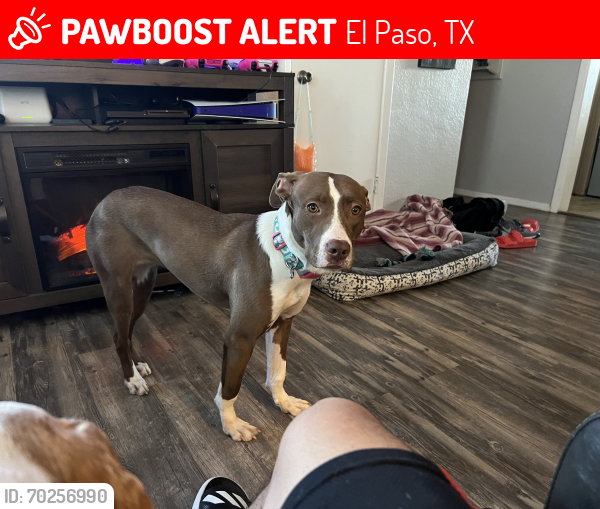 Lost Female Dog last seen Springwood, El Paso, TX 79925