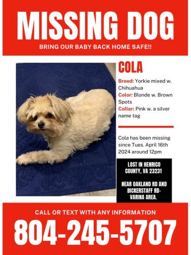Lost Female Dog last seen Near Almond Creek Ct Henrico va, Richmond, VA 23231