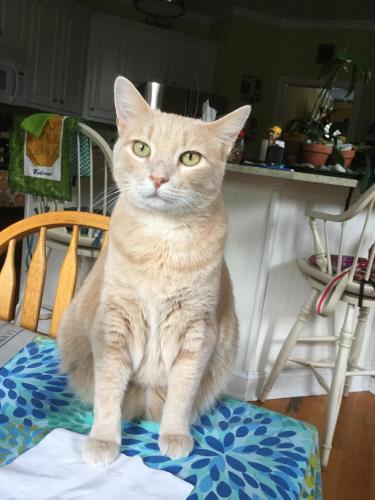 Lost Female Cat last seen Belle Hall Plantation. 820 Hhigh Battery Circle , Mount Pleasant, SC 29464