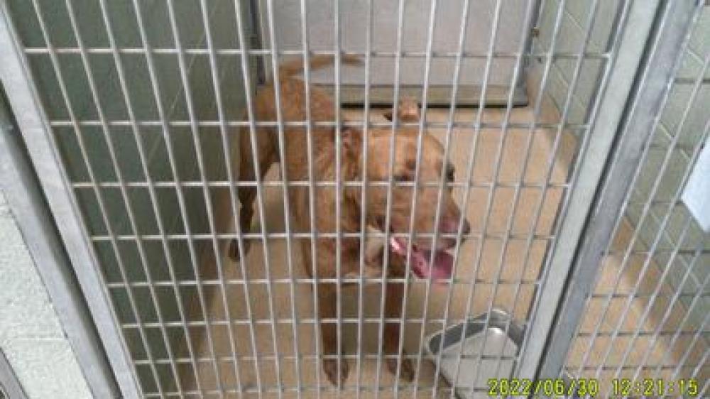 Shelter Stray Male Dog last seen Oakland, CA 94602, Oakland, CA 94601