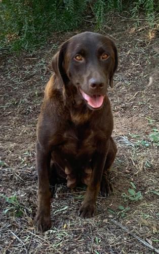 Lost Female Dog last seen Al bahr and Mountain View, El Cajon, CA 92021
