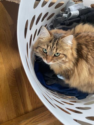 Lost Female Cat last seen Near flying cloud road, Stamford, CT, 06902, Stamford, CT 06902