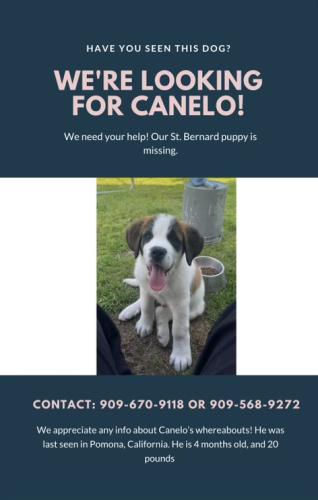 Lost Male Dog last seen Kingsley , Pomona, CA 91767