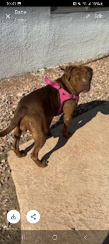 Lost Female Dog last seen Near e portland, Phoenix, AZ 85006