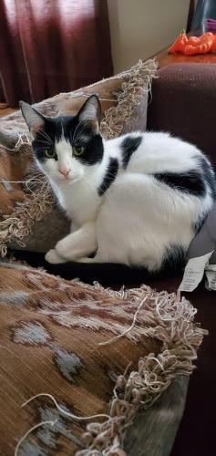 Lost Female Cat last seen Highland st and Stockingmill rd, Wethersfield, CT 06109