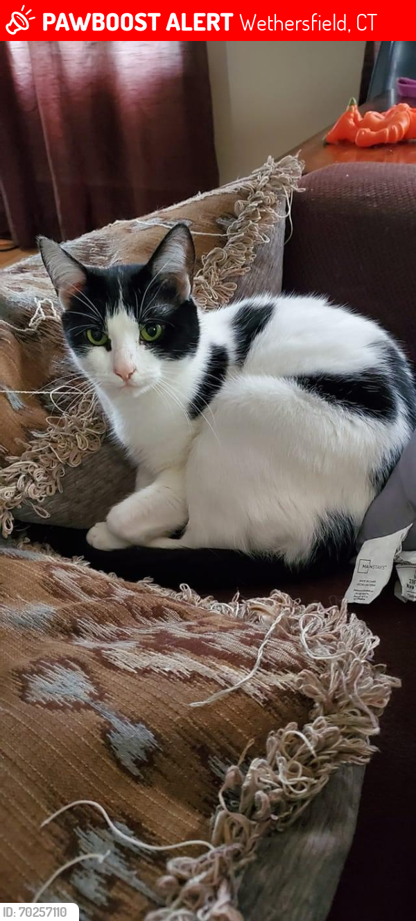 Lost Female Cat last seen Highland st and Stockingmill rd, Wethersfield, CT 06109