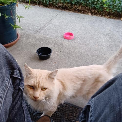 Lost Male Cat last seen Mission Fremont ca, Fremont, CA 94539