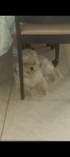 Lost Female Dog last seen On the corner of Golf Club Pkwy and Roger Babson Rd, Pine Hills, FL 32808