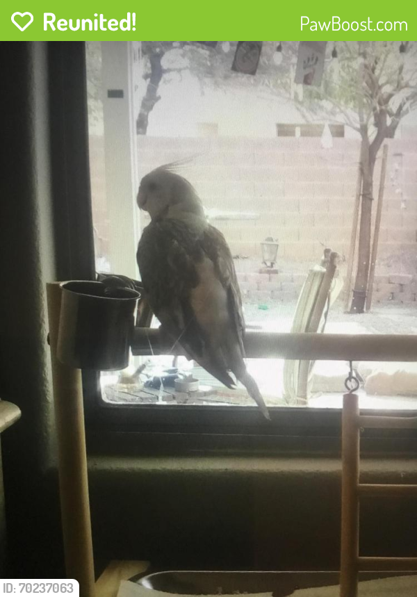 Reunited Unknown Bird last seen  Corral Ribbon Ave and Lindell, Las Vegas, NV 89139