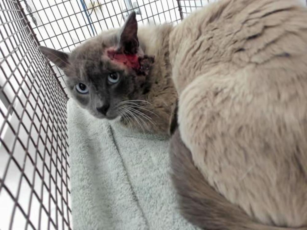 Shelter Stray Male Cat last seen REDSTONE/PALISADE, Hayward, CA 94544