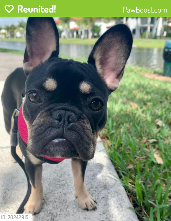 Reunited Female Dog last seen 143rd 14th , Miami, FL 33167