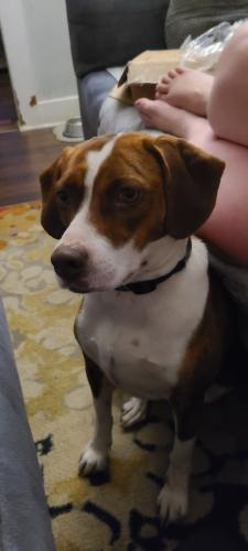 Lost Female Dog last seen Tremont and Walnut, Indianapolis, IN 46222