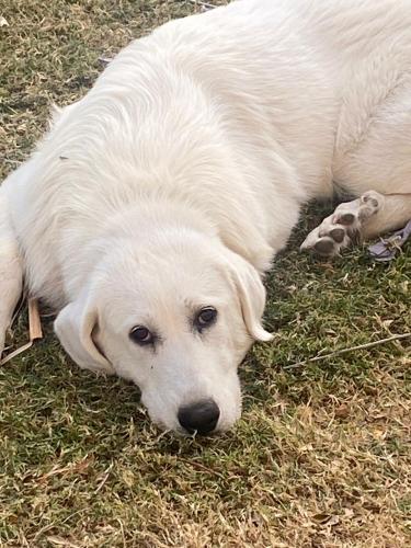 Lost Female Dog last seen Near , Kern County, CA 93307