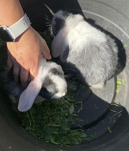 Lost Male Rabbit last seen Midway park euless, Euless, TX 76039